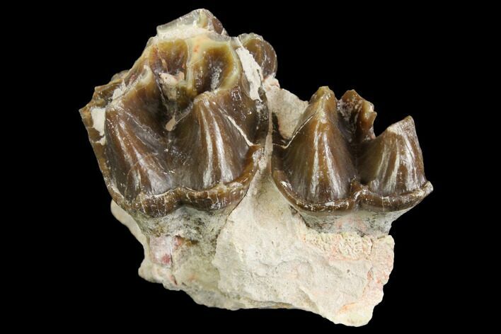 Fossil Running Rhino (Hyracodon) Jaw Section - South Dakota #140959